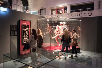 Ausstellung KÖRPERWELTEN Museum Heidelberg | © KÖRPERWELTEN Museum Heidelberg