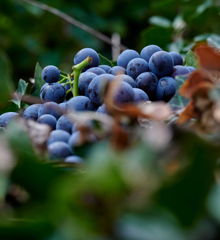 Kraichgau-Stromberg Tourismus e.V. | © Kraichgau-Stromberg Tourismus e.V.