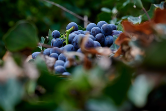 Kraichgau-Stromberg Tourismus e.V. | © Kraichgau-Stromberg Tourismus e.V.