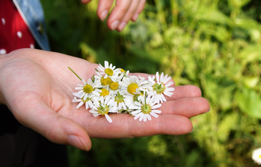 Kräuterfrauen Obereisesheim - Kräuterführungen, Räucherseminare & Kräuterkostproben  | HeilbronnerLand | © pixabay