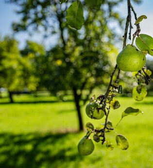 Hohenloher Streuobstwiesen | © Hohenlohe + Schwäbisch Hall Tourismus e. V.