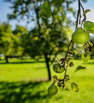 Hohenloher Streuobstwiesen | © Hohenlohe + Schwäbisch Hall Tourismus e. V.