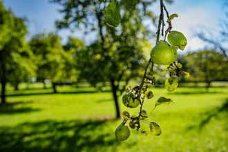 Hohenloher Streuobstwiesen | © Hohenlohe + Schwäbisch Hall Tourismus e. V.