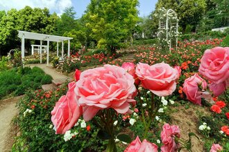 Der Rosengarten erstrahlt in seiner Pracht. Im Vordergrund sind rosafarbene Rosen zu sehen. | © Holger Schmitt
