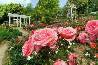 Der Rosengarten erstrahlt in seiner Pracht. Im Vordergrund sind rosafarbene Rosen zu sehen. | © Holger Schmitt