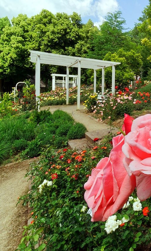 Der Rosengarten erstrahlt in seiner Pracht. Im Vordergrund sind rosafarbene Rosen zu sehen. | © Holger Schmitt