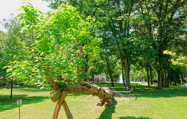Ein umgekippter Trompetenbaum ist mit einer Stütze wieder aufgerichtet. Trotz dem Sturz wächst der Baum weiter. | © Holger Schmitt