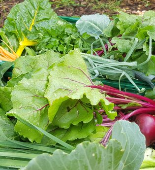 Kiste mit Salat | © LaMa Bio