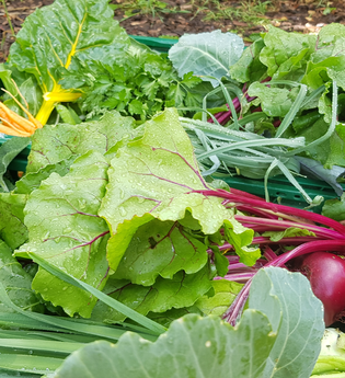 Kiste mit Salat | © LaMa Bio