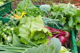 Kiste mit Salat | © LaMa Bio