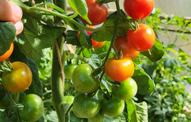 Tomaten am Strauch | © LaMa Bio