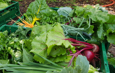 Kiste mit frischem Gemüse | © LaMa Bio