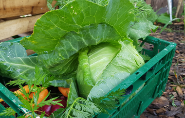 Kiste mit frischem Gemüse | © LaMa Bio