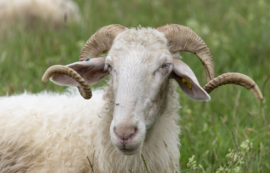 Langenburger Schafskäserei | © Hohenlohe Schwäbisch Hall