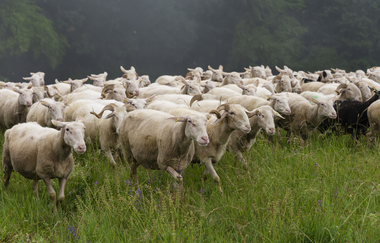 Langenburger Schafskäserei | © Hohenlohe Schwäbisch Hall