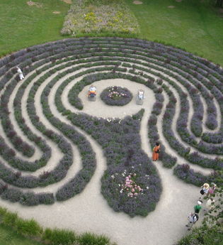 Lavendellabyrinth im Salinenpark | © BTB Bad Rappenau