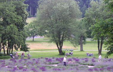 Lavendellabyrinth im Salinenpark | © BTB Bad Rappenau