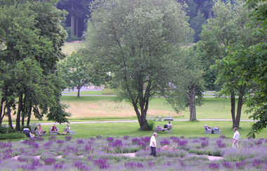 Lavendellabyrinth im Salinenpark | © BTB Bad Rappenau