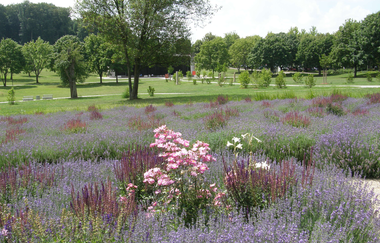 Lavendellabyrinth im Salinenpark | © BTB Bad Rappenau