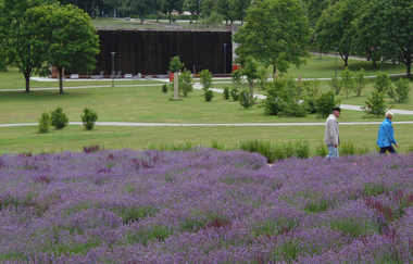 Lavendellabyrinth im Salinenpark | © BTB Bad Rappenau