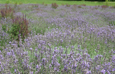 Lavendellabyrinth im Salinenpark | © BTB Bad Rappenau