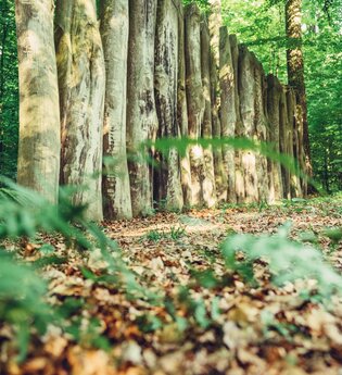 Limes-Pfad bei Walldürn / Odenwald | © Touristikgemeinschaft Odenwald e.V.