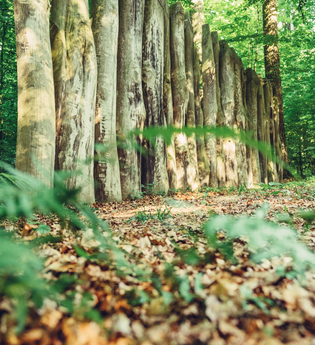 Limes-Pfad bei Walldürn / Odenwald | © Touristikgemeinschaft Odenwald e.V.