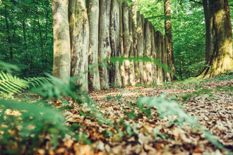 Limes-Pfad bei Walldürn / Odenwald | © Touristikgemeinschaft Odenwald e.V.