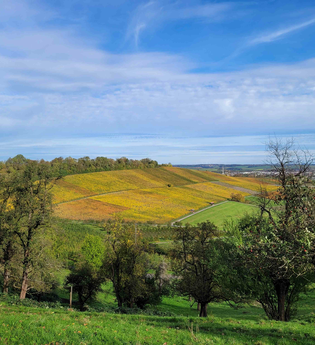 Ausblick vom Lindelberg in Pfedelbach | © Hohenloher Perlen