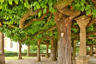 Lindenanlage am Renaissance-Schloss Neuenstadt am Kocher | HeilbronnerLand | © Arbeitsgemeinschaft Kocher-Jagst-Radweg