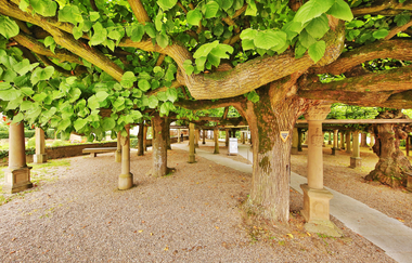 Historische Lindenanlage | Neuenstadt am Kocher | HeilbronnerLand | © Arbeitsgemeinschaft Kocher-Jagst-Radweg