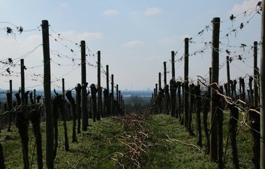 Majers Weinscheuer | © Landratsamt Rhein-Neckar-Kreis