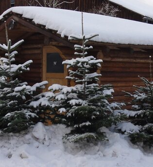 Weihnachtsbäume bei Direktvermarkter Martin Mayer | © Hohenlohe Schwäbisch Hall