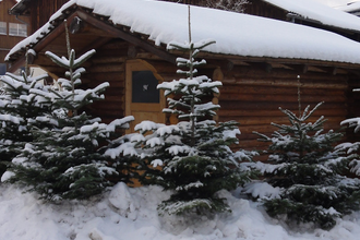 Weihnachtsbäume bei Direktvermarkter Martin Mayer | © Hohenlohe Schwäbisch Hall