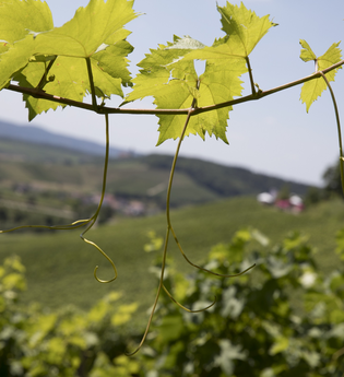 Weinwanderung durch die Weinberge | Weingärtner Stromberg-Zabergäu | Brackenheim | HeilbronnerLand | © Weingärtner Stromberg-Zabergäu eG