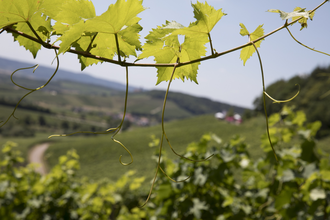 Weinwanderung durch die Weinberge | Weingärtner Stromberg-Zabergäu | Brackenheim | HeilbronnerLand | © Weingärtner Stromberg-Zabergäu eG