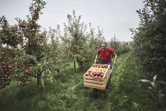 Mit Herz und Hand – Apfelernte auf dem Mayerhof im Kraichgau-Stromberg. | © Tourimia Tourismus GmbH