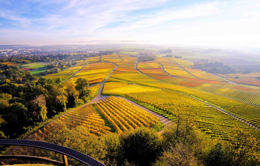 Aussicht vom Turm der Heuchelberger Warte über die Weinberge | © Heuchelberger Warte