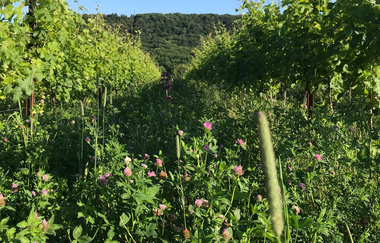 Piwis des BioWeingut Weinreuter | HeilbronnerLand | © BioWeingut Weinreuter