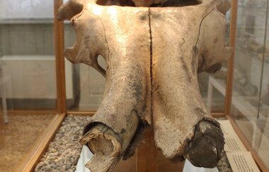 Museum der Stadt Weinheim | © Dorith Floesser