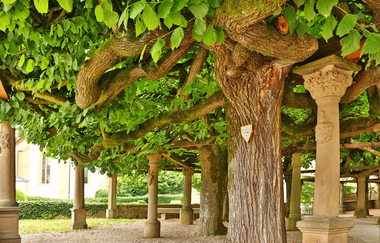Lindenanlage am Renaissance-Schloss Neuenstadt am Kocher | HeilbronnerLand | © Arbeitsgemeinschaft Kocher-Jagst-Radweg