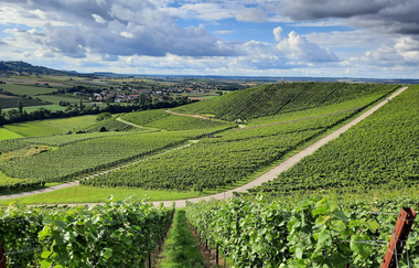 Grüne Rebhänge prägen das Landschaftsbild des Steinbacher Tals. | © Touristikgemeinschaft Hohenlohe e. V. | Natur- und Landschaftsführer Hohenlohe e. V.
