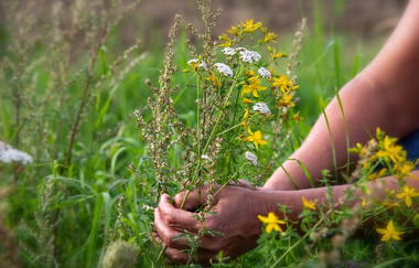 Eine Person pflückt einen Strauss Wiesenkräuter. | © Touristikgemeinschaft Hohenlohe e. V. | Natur- und Landschaftsführer Hohenlohe e. V.