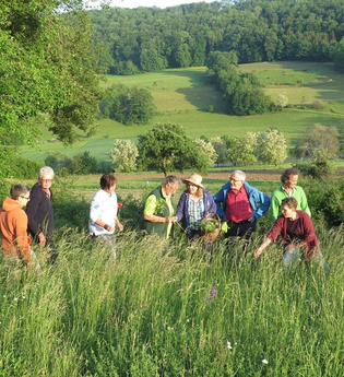 Eine Wandergruppe erkundet Wiesenkräuter. | © Touristikgemeinschaft Hohenlohe e. V.