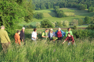 Eine Wandergruppe erkundet Wiesenkräuter. | © Touristikgemeinschaft Hohenlohe e. V.
