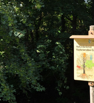 Naturdenkmal „Kastanienallee“ | © Gemeinde Eschelbronn