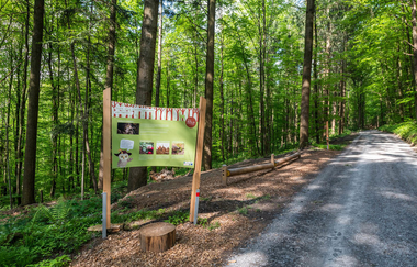 Naturerlebnispfad Angelbachtal | © Buchenwaldmeister_Angelbachtal