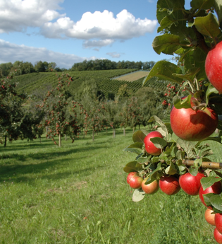 Heimische Streuobstwiesen – abwechslungsreiche Landschaften | © Touristikgemeinschaft HeilbronnerLand e. V.