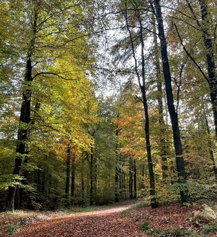 Laubbedeckter Waldweg | © Stadt Sinsheim