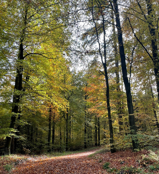 Laubbedeckter Waldweg | © Stadt Sinsheim